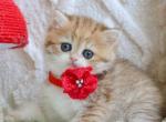 Yara - British Shorthair Cat For Sale - Brooklyn&comma; NY&comma; US