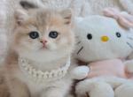 Yaffi - British Shorthair Cat For Sale - Brooklyn&comma; NY&comma; US