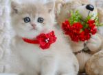 Yuna - British Shorthair Cat For Sale - Brooklyn&comma; NY&comma; US