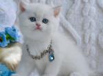Yassa - British Shorthair Cat For Sale - Brooklyn&comma; NY&comma; US