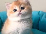 Velur - British Shorthair Cat For Sale - Brooklyn&comma; NY&comma; US