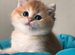 Velvet - British Shorthair Cat For Sale - Brooklyn&comma; NY&comma; US