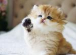 Dzhem - British Shorthair Cat For Sale - Brooklyn&comma; NY&comma; US