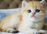 Dobi - British Shorthair Cat For Sale - Brooklyn&comma; NY&comma; US
