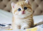 Diksi - British Shorthair Cat For Sale - Brooklyn&comma; NY&comma; US