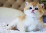 Eli - British Shorthair Cat For Sale - Brooklyn&comma; NY&comma; US
