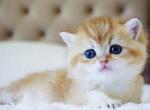 Emir BRI - British Shorthair Cat For Sale - Brooklyn&comma; NY&comma; US
