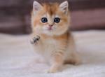 Trisha - British Shorthair Cat For Sale - Brooklyn&comma; NY&comma; US