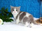 Multik - British Shorthair Cat For Sale - Brooklyn&comma; NY&comma; US