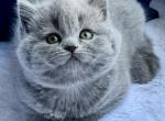 Platon - British Shorthair Cat For Sale - Brooklyn&comma; NY&comma; US