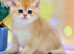 Justin - British Shorthair Cat For Sale - Brooklyn&comma; NY&comma; US