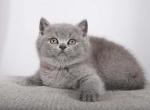 Milashka - British Shorthair Cat For Sale - Brooklyn&comma; NY&comma; US