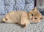 Olimpus - British Shorthair Cat For Sale - Brooklyn&comma; NY&comma; US