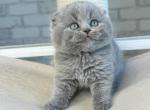Zlata - Scottish Fold Cat For Sale - Brooklyn&comma; NY&comma; US