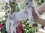 Evanthe - Maine Coon Cat For Sale - Hollywood&comma; FL&comma; US