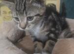 Stripes - Egyptian Mau Cat For Sale - Brockton&comma; MA&comma; US
