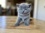 Ocean - British Shorthair Cat For Sale - Woodland Park&comma; CO&comma; US