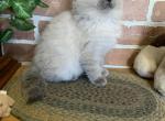 PUREBRED RAGDOLL FEMALE KITTEN - Ragdoll Cat For Sale - East Earl&comma; PA&comma; US