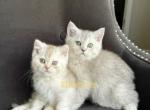 Scottish straight female kitten - Scottish Straight Cat For Sale - Thornton&comma; CO&comma; US