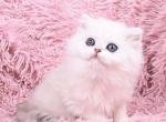 Susanna - British Shorthair Cat For Sale - Norwalk&comma; CT&comma; US
