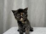 Giselle - Exotic Cat For Sale - Roseville&comma; CA&comma; US