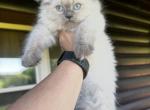 Emily - Ragdoll Cat For Sale - Duncansville&comma; PA&comma; US