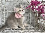 Sofie - Scottish Straight Cat For Sale - Kent&comma; WA&comma; US