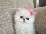 Silver girl 2 - Persian Cat For Sale - Fort Worth&comma; TX&comma; US
