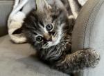 Mochi - Highlander Cat For Sale - West Branch&comma; MI&comma; US