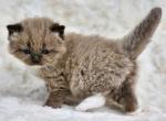 Seal mitted mink - Ragdoll Cat For Sale - Farmville&comma; VA&comma; US