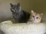 Georgia - British Shorthair Kitten For Sale - Fort Wayne&comma; IN&comma; US