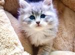 Karev from Greys Anatomy Litter - Siberian Cat For Sale - Belchertown&comma; MA&comma; US