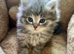 Cosmo from Cosmic Litter - Siberian Cat For Sale - Belchertown&comma; MA&comma; US