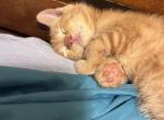 Tangerine - American Shorthair Cat For Sale - Stockton&comma; CA&comma; US