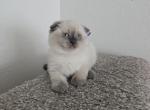 Julius - Scottish Fold Kitten For Sale - Roanoke&comma; TX&comma; US