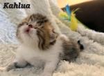 Kahlua - Persian Cat For Sale - Warminster&comma; PA&comma; US