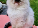 Patty READY NOW - Ragdoll Cat For Sale - Mount Joy&comma; PA&comma; US