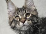 Orlando - Maine Coon Cat For Sale - Charlotte&comma; NC&comma; US