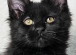 Okinawa - Maine Coon Cat For Sale - Charlotte&comma; NC&comma; US