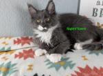 Blue smoke with white poly boy - Maine Coon Cat For Sale - Fort Worth&comma; TX&comma; US