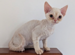 Nikolas - Devon Rex Cat For Sale - CA&comma; US
