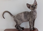 Nika - Devon Rex Cat For Sale - CA&comma; US