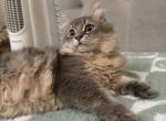 Jeff - American Longhair Cat For Sale - Houston&comma; TX&comma; US