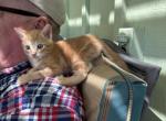 Mandarin - American Shorthair Cat For Sale - Stockton&comma; CA&comma; US