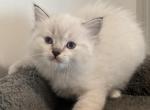 Yoshi - Ragdoll Cat For Sale - Saugerties&comma; NY&comma; US