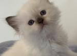 Tula - Ragdoll Cat For Sale - Saugerties&comma; NY&comma; US