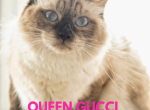 Gucci - Ragdoll Cat For Sale/Retired Breeding - Mount Joy&comma; PA&comma; US