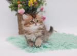 Golden ticked British Shorthair girl - British Shorthair Cat For Sale - Spokane&comma; WA&comma; US