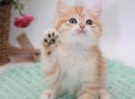 Golden shaded British Shorthair boy - British Shorthair Cat For Sale - Spokane&comma; WA&comma; US
