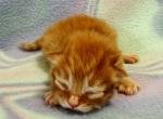 Reese - Siberian Cat For Sale - Clintwood&comma; VA&comma; US